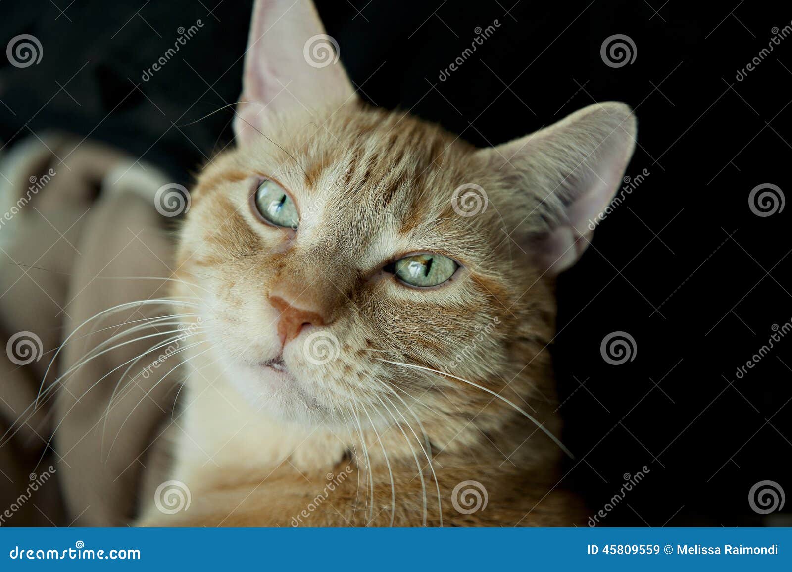 Orange Tabby Cat stock image. Image of green, meow, purr 45809559