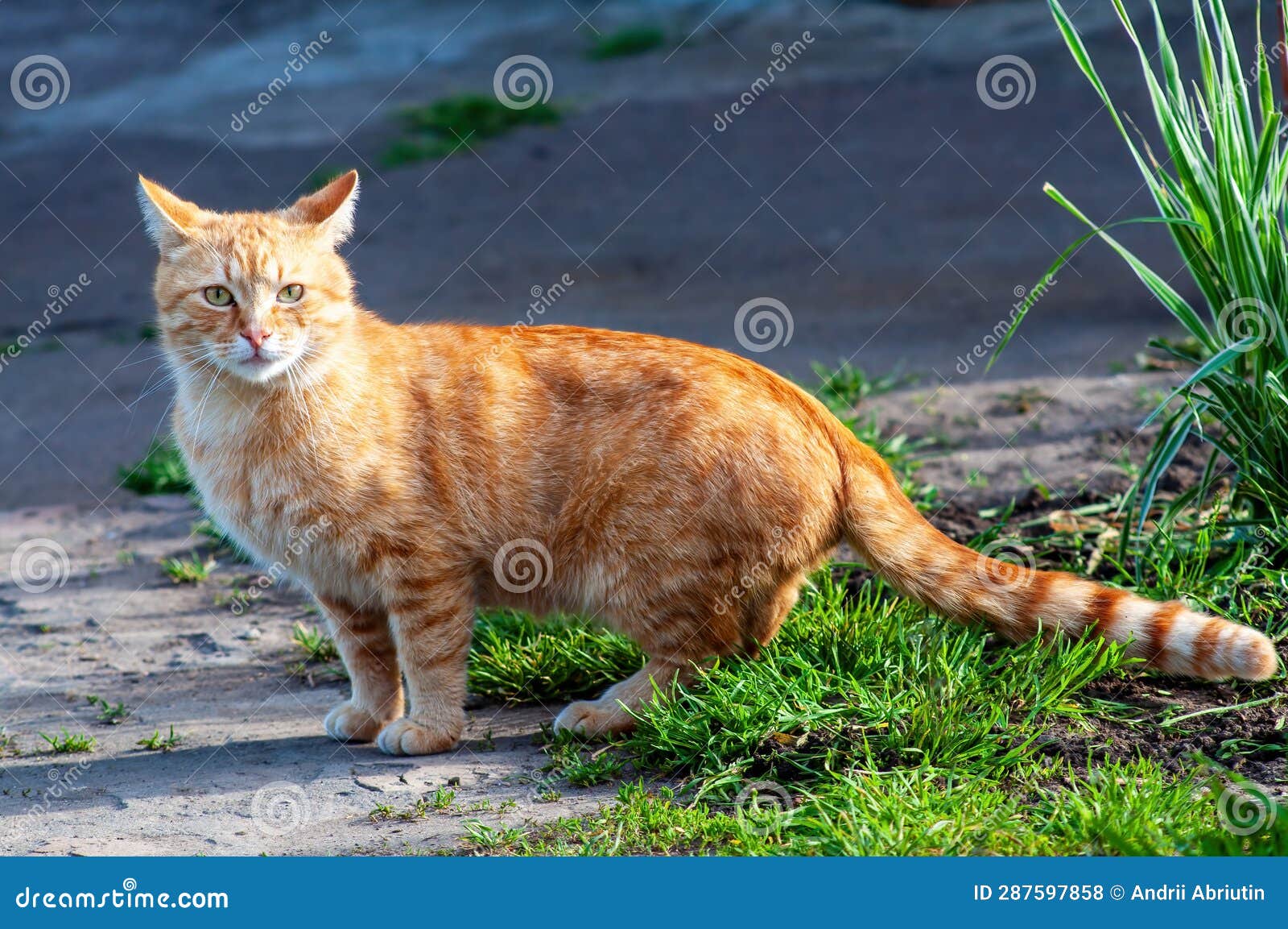 An Orange Tabby Cat Stands on a Sidewalk, Looking at the Camera. Stock ...