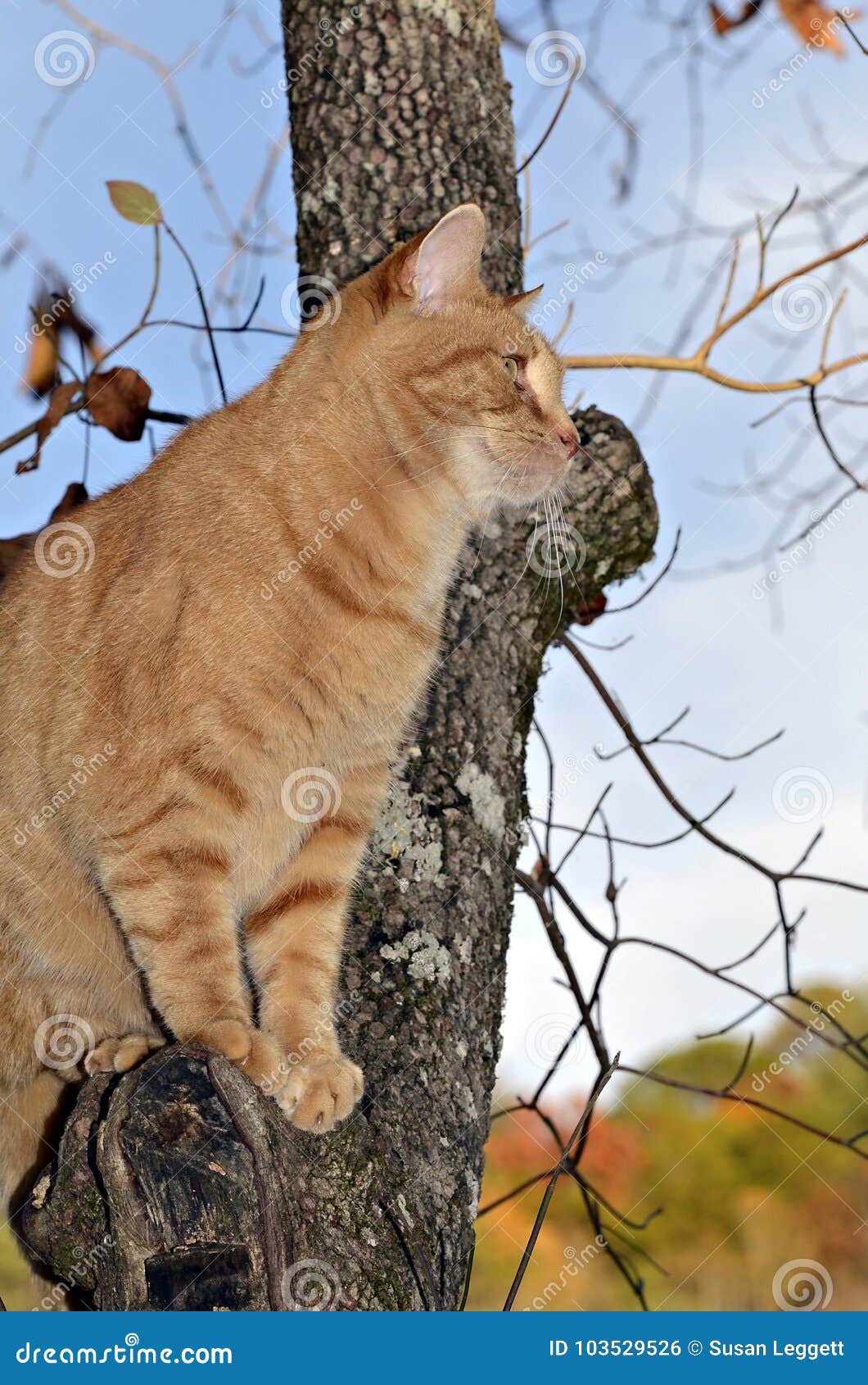 Orange Tabby Cat in Tree stock photo. Image of tabby 103529526