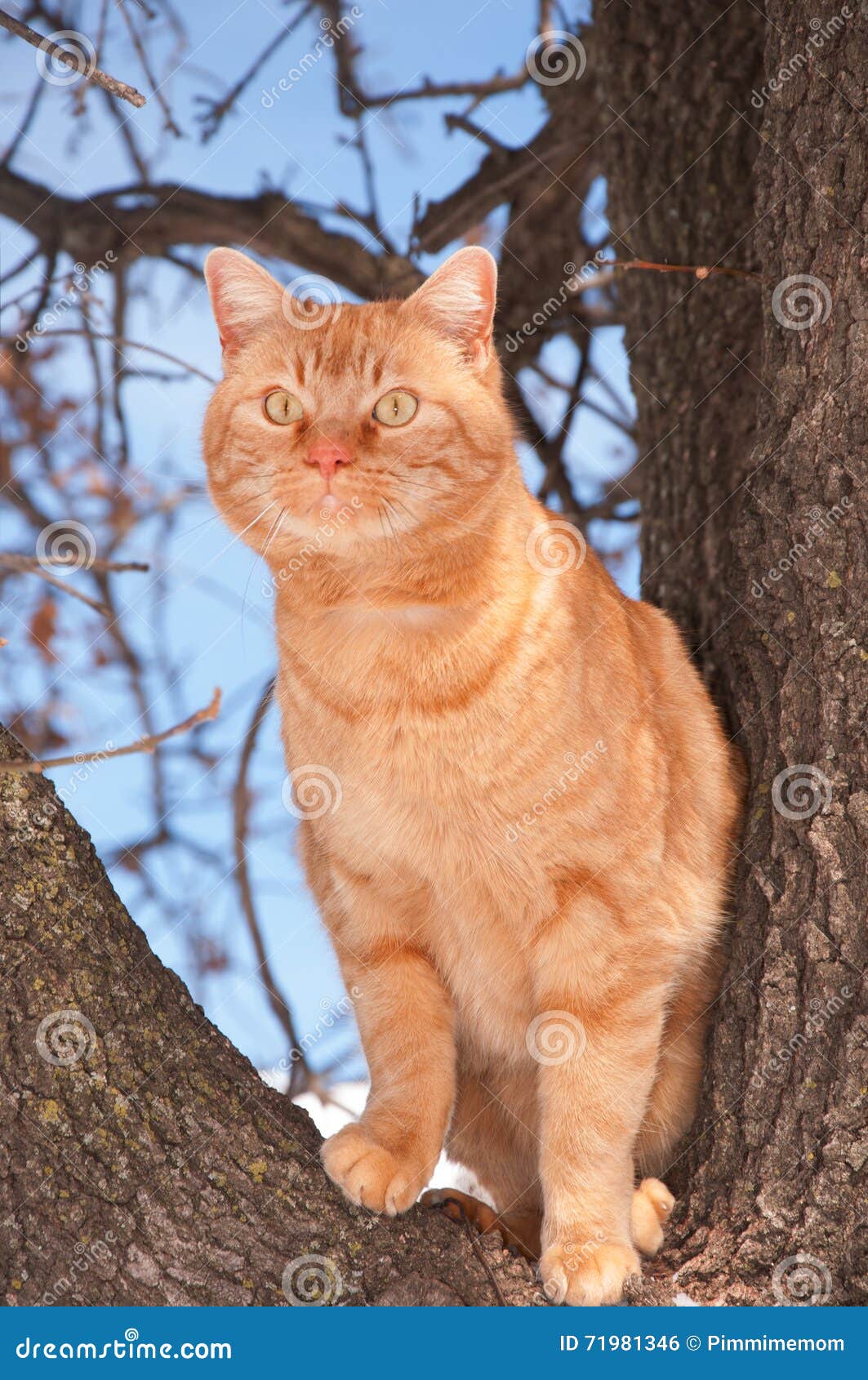 Orange Tabby Cat Up in a Tree Looking Stock Photo Image of curiosity