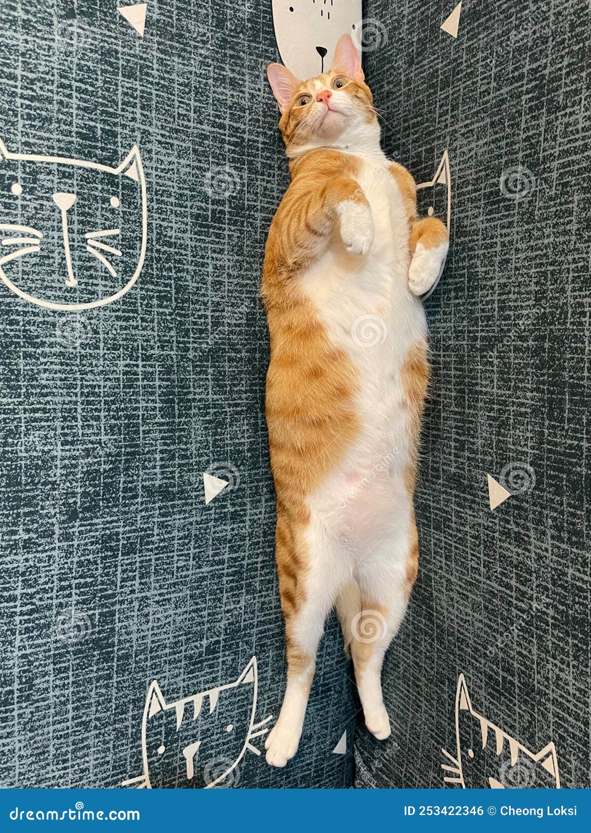 Orange Tabby Ginger Cat, Looking in Camera , Front View Stock Photo