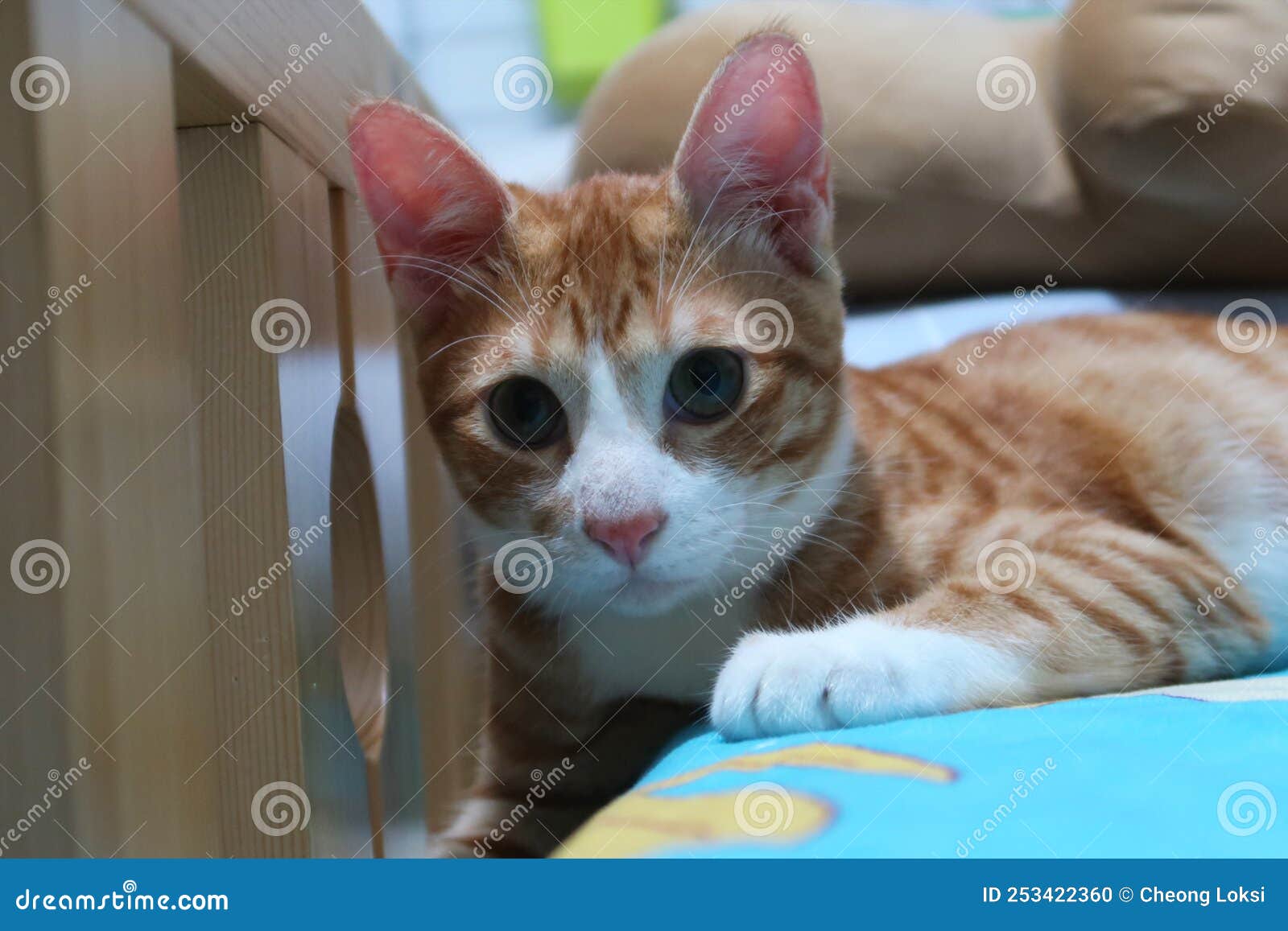 Orange Tabby Ginger Cat Lying Down , Looking in Camera Stock Photo