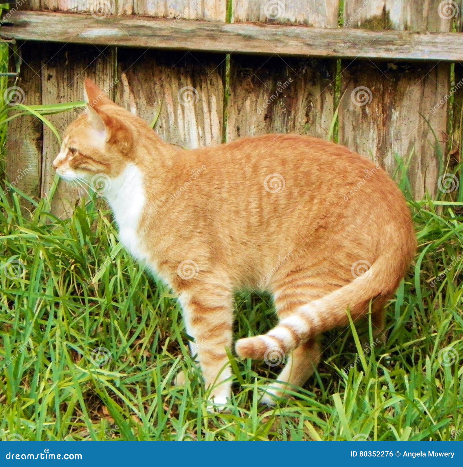 Orange Tabby stock photo. Image of standing, orange, stripes 80352276