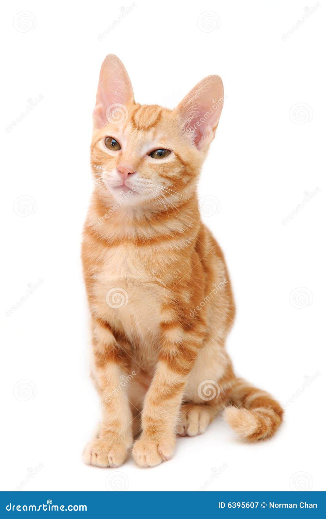 orange tabby kitten play tail orange tabby kitten play tail