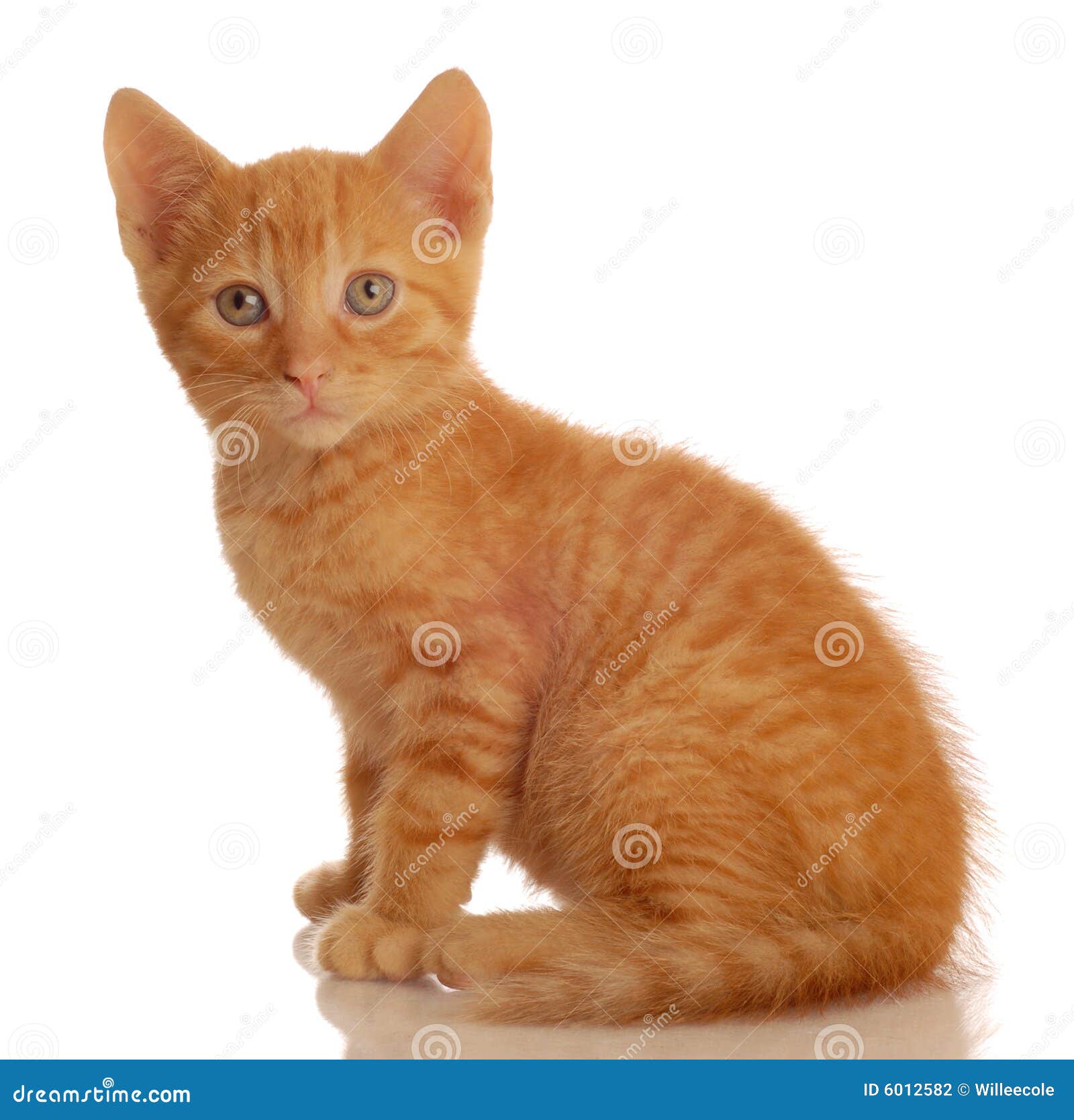 Orange Tabby Kitten Sitting Stock Photo Image Of Baby Kitty Orange Tabby Kitten Sitting Stock Photo Image Of Baby Kitty