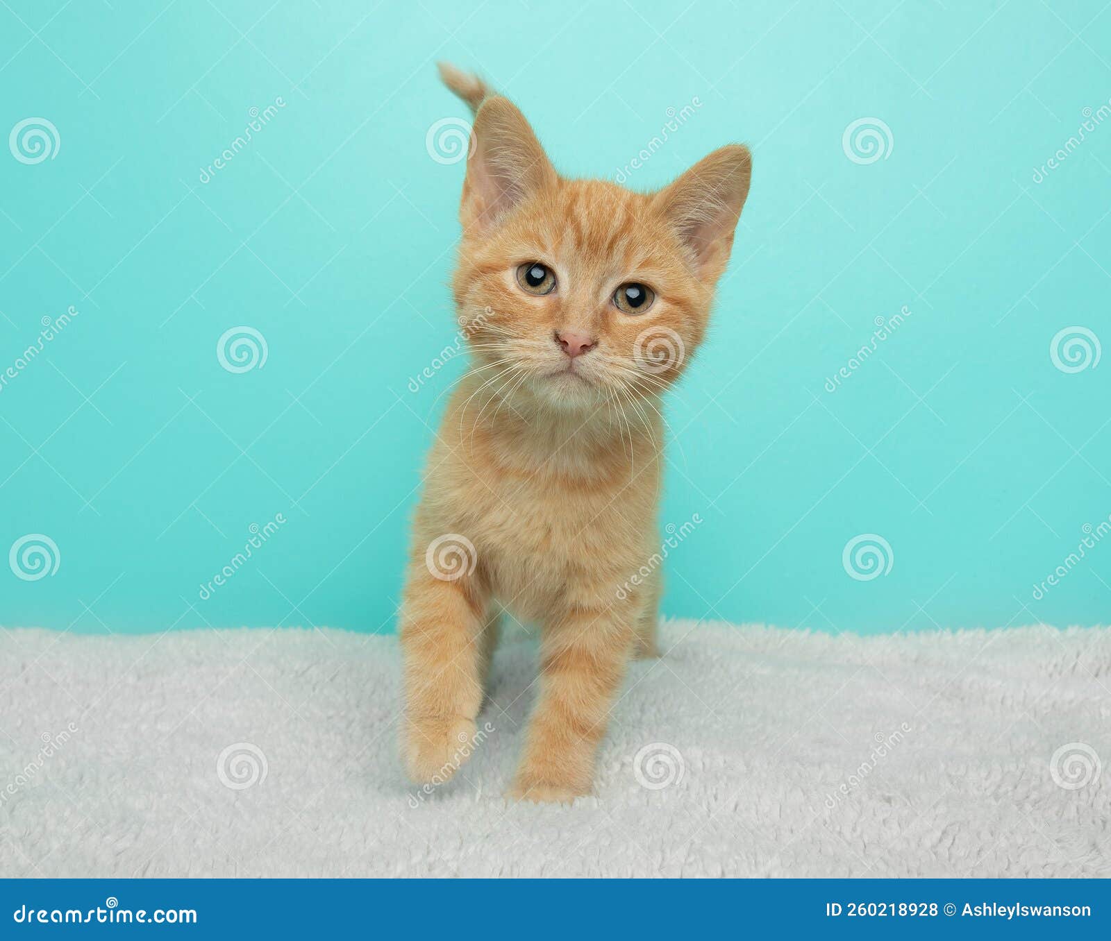 Orange Tabby Kitten Standing with Paw Up Stock Photo Image of purebred, portrait 260218928