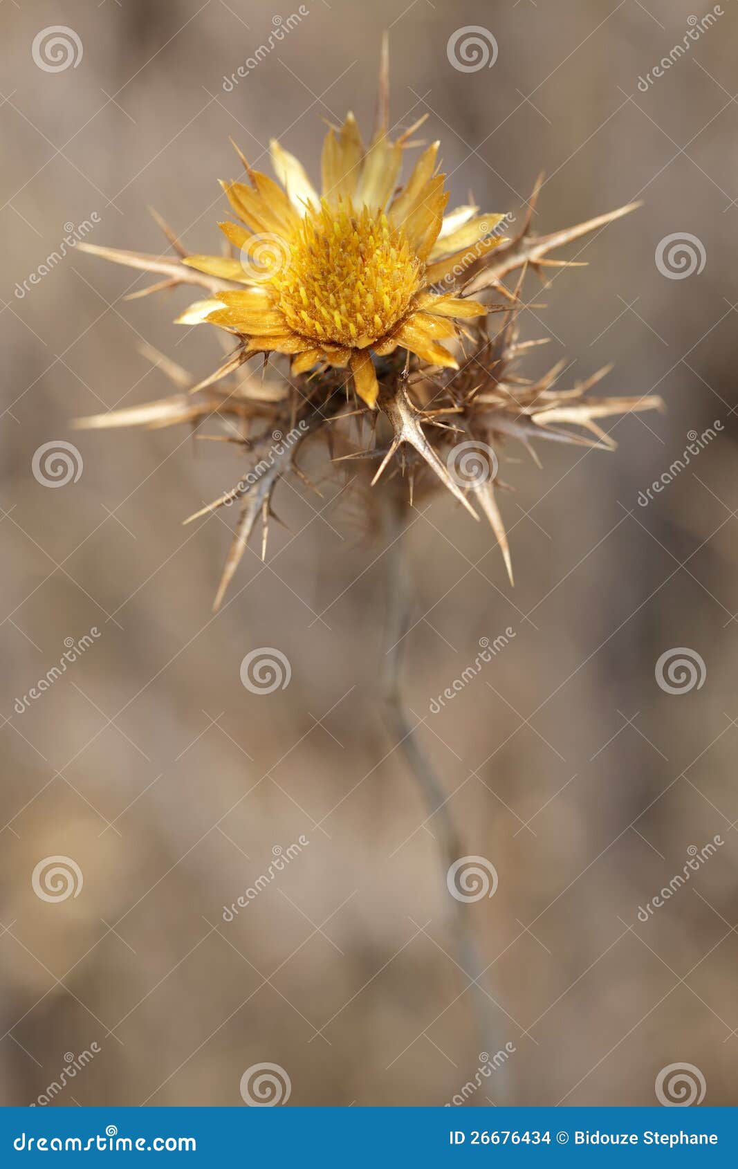 Orange thistle flower stock photo. Image of rough, shallow 26676434