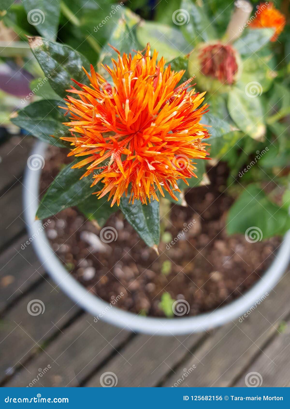 Orange thistle stock photo. Image of orange, thistle 125682156