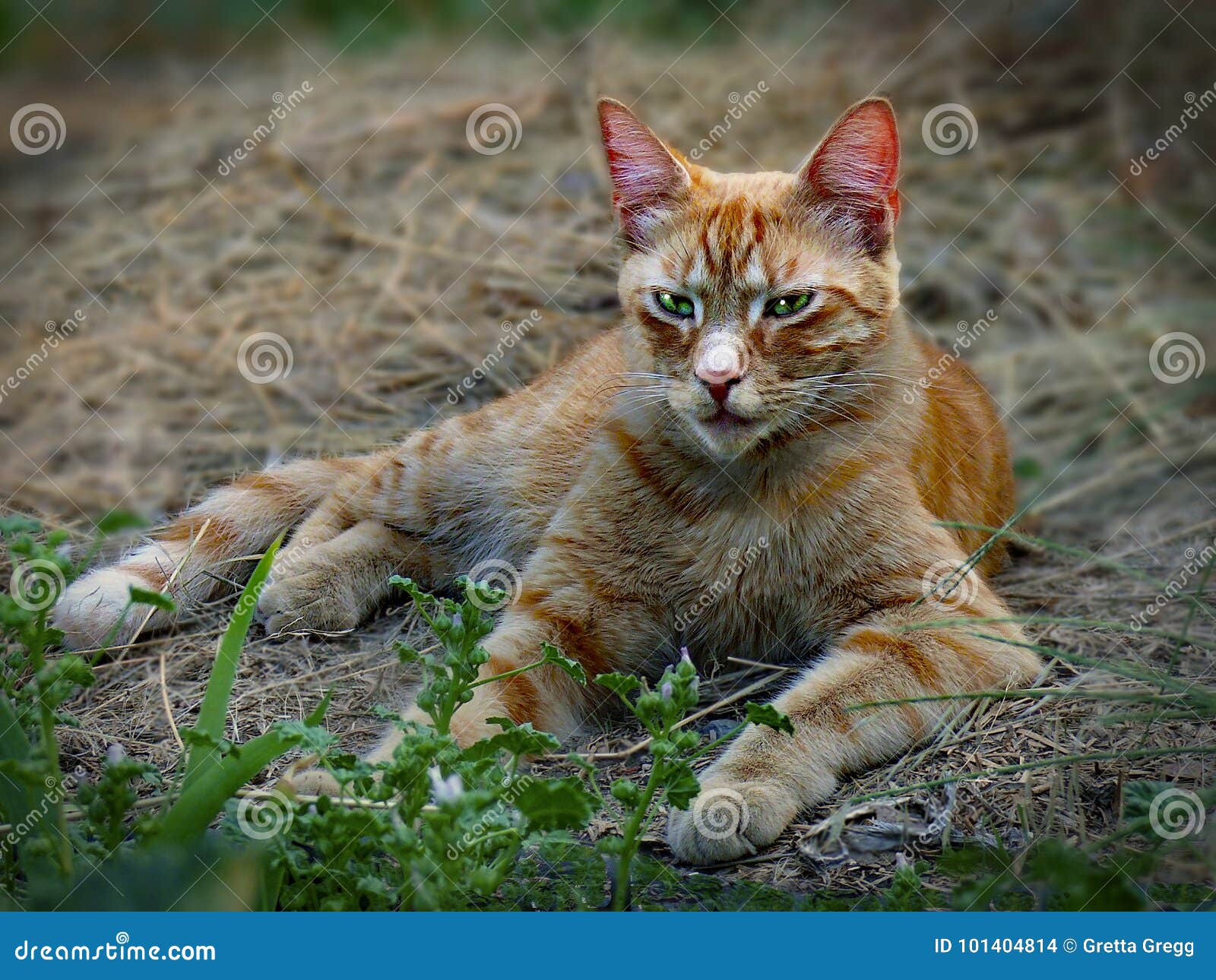 Orange mackerel cat hot sale