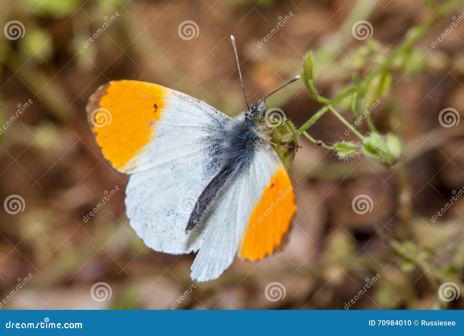 orange tip butterflies macro image