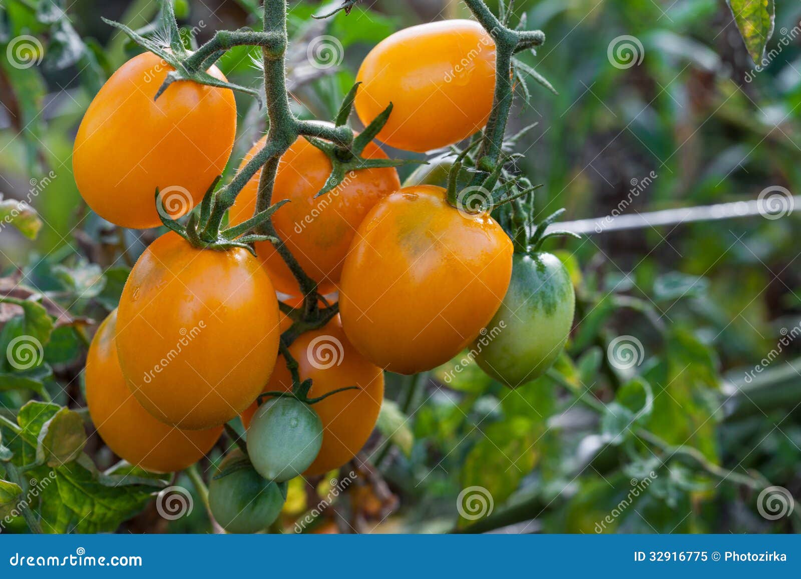 Orange Tomatoes Growing on Branch Stock Image Image of greenhouse
