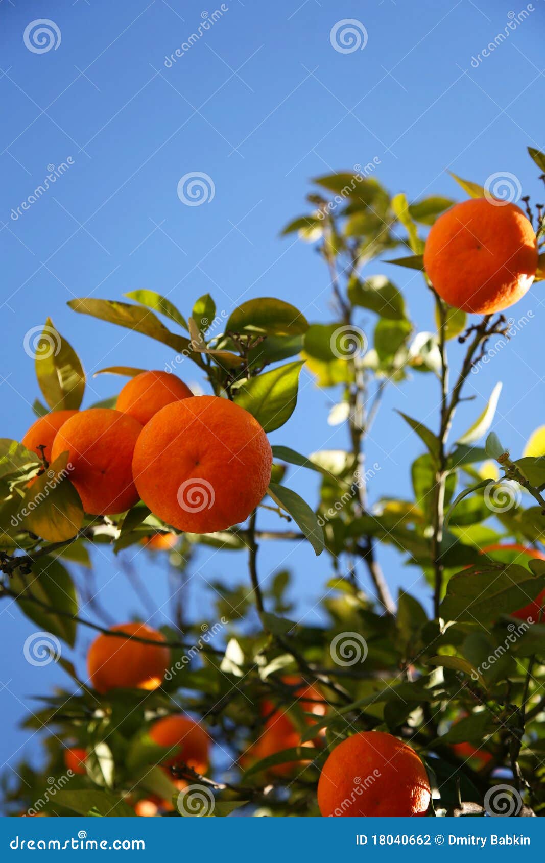 Orange tree stock photo. Image of agriculture, california 18040662