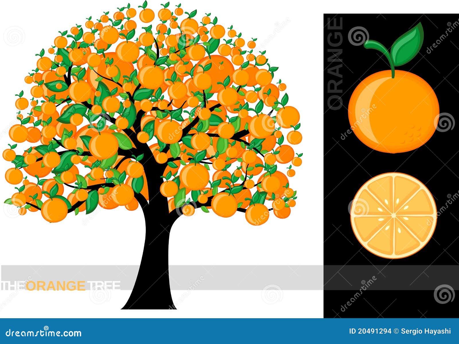 clipart orange tree - photo #31