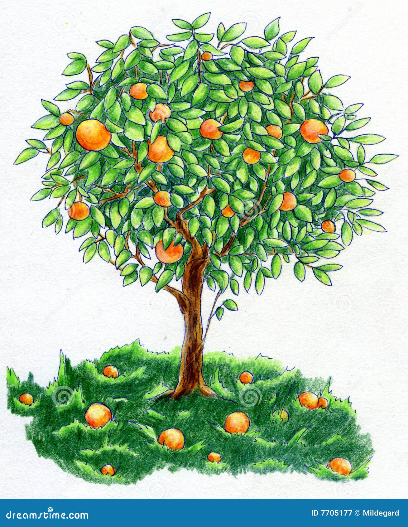 Elegant Artistic Orange Tree Topiary Fine Art Print Wall Decor Blue wi –  Green Pear House and Home