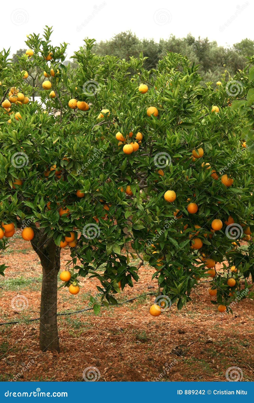 Orange Tree stock photo. Image of leaf, meadow, tree, agriculture 889242