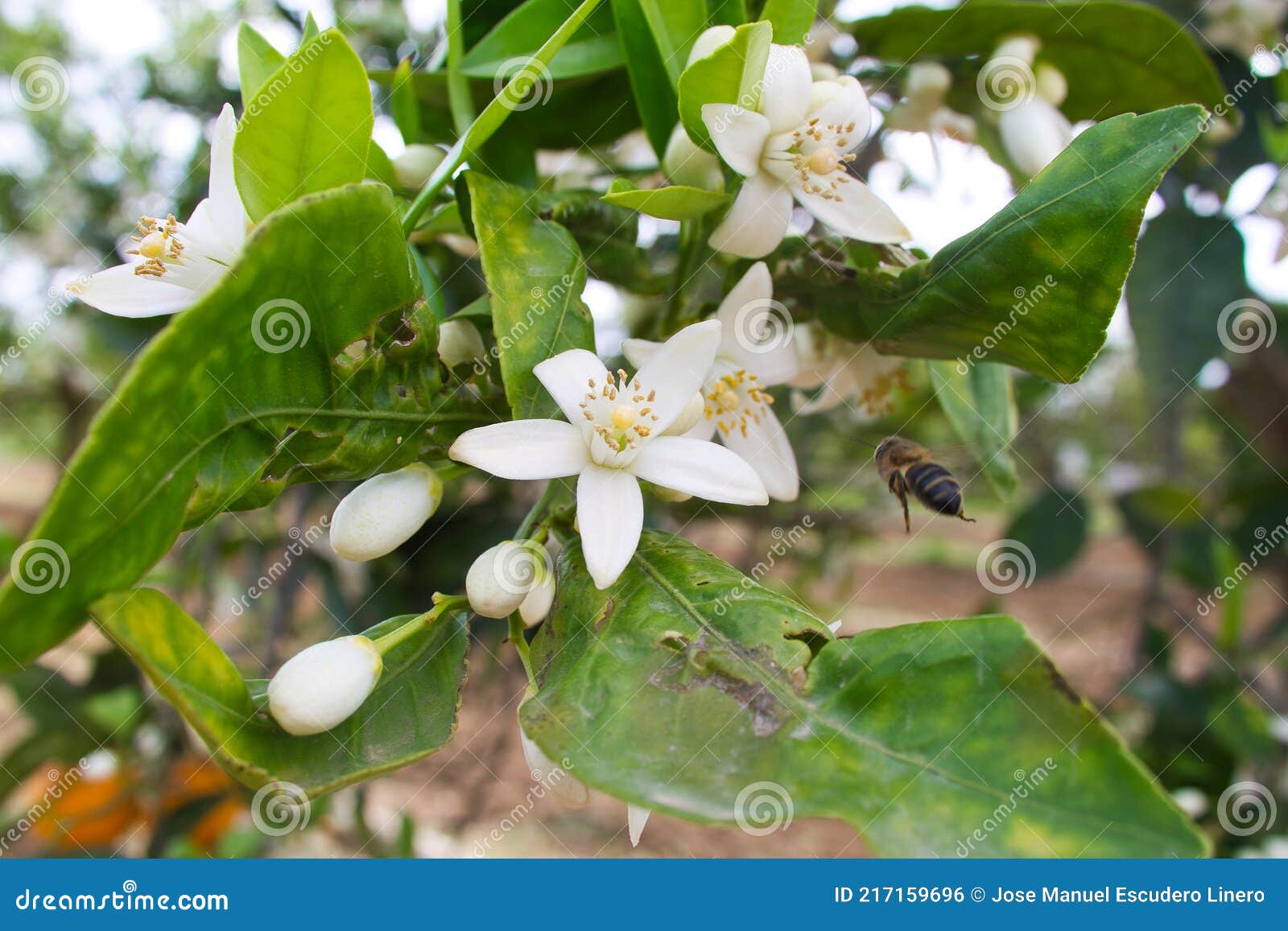 Orange Tree in Bloom in Spring. the Flower of the Orange Tree is Called