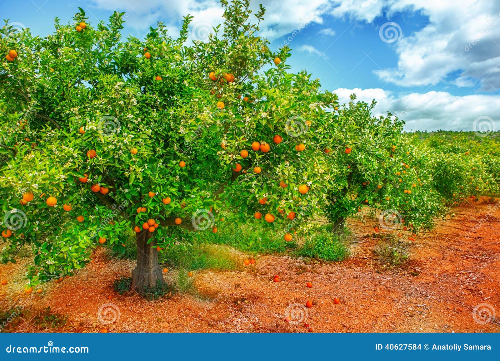 Orange tree in blossom stock photo. Image of irrigation 40627584