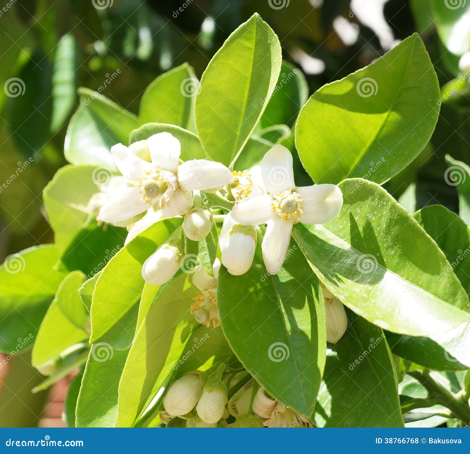 Orange tree blossom stock photo. Image of leaves, mandarine 38766768