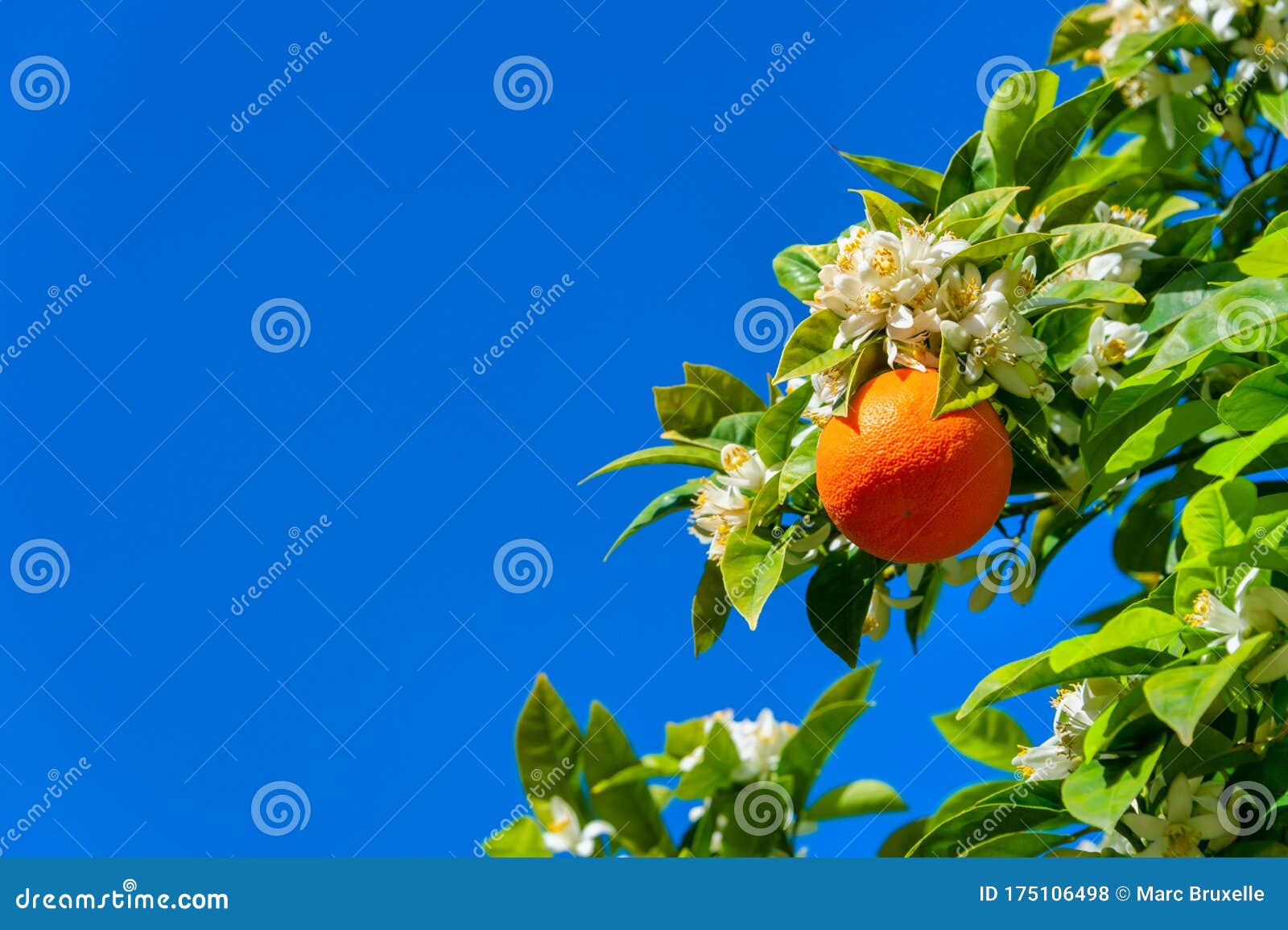 Orange Tree with Blossoms and Orange Fruit Stock Photo Image of leaf