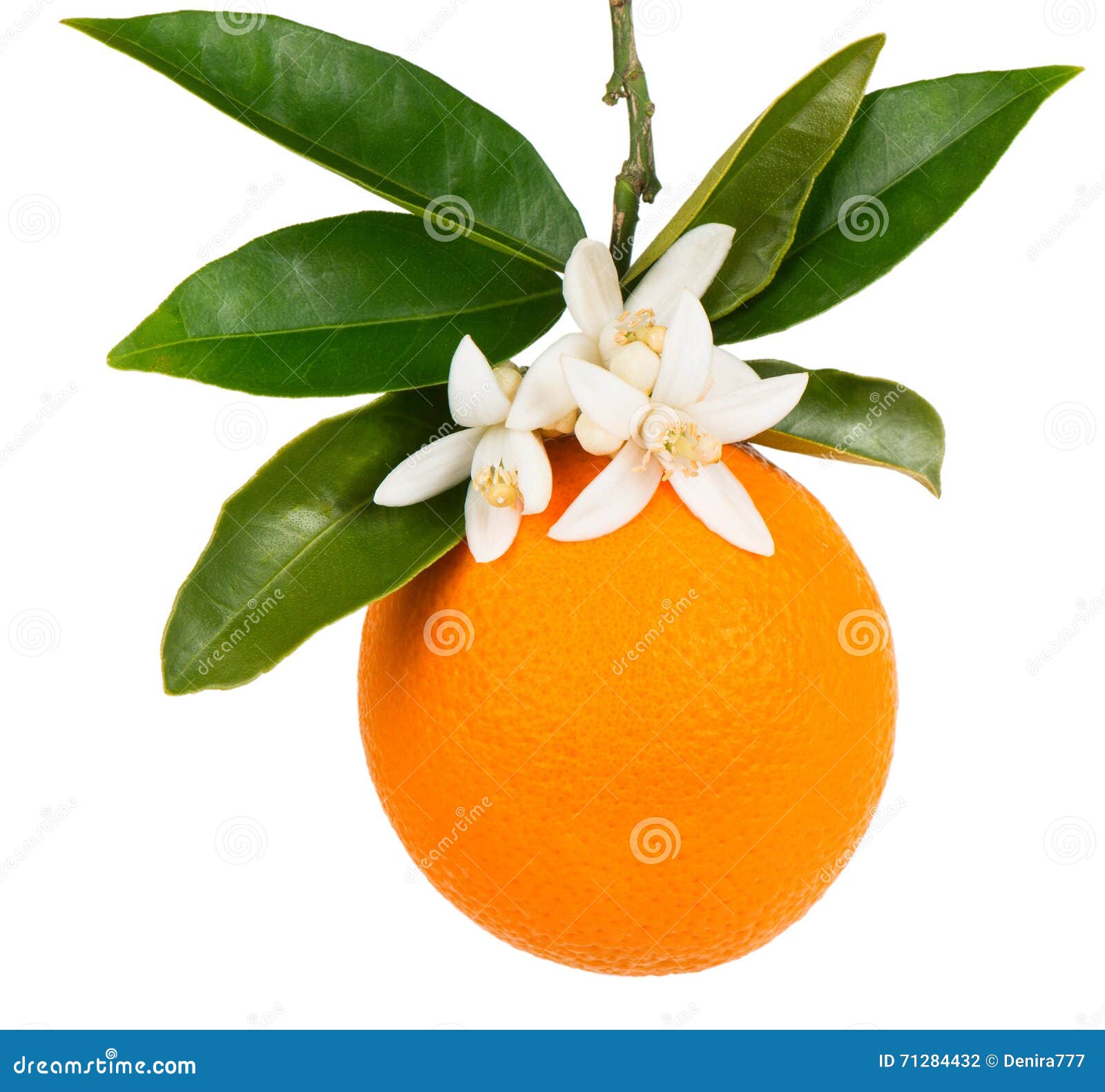 Isolated Orange Blossoms Small Branch Of Orange Tree With Flowers And  Leaves Isolated On White Background Stock Photo - Download Image Now -  iStock