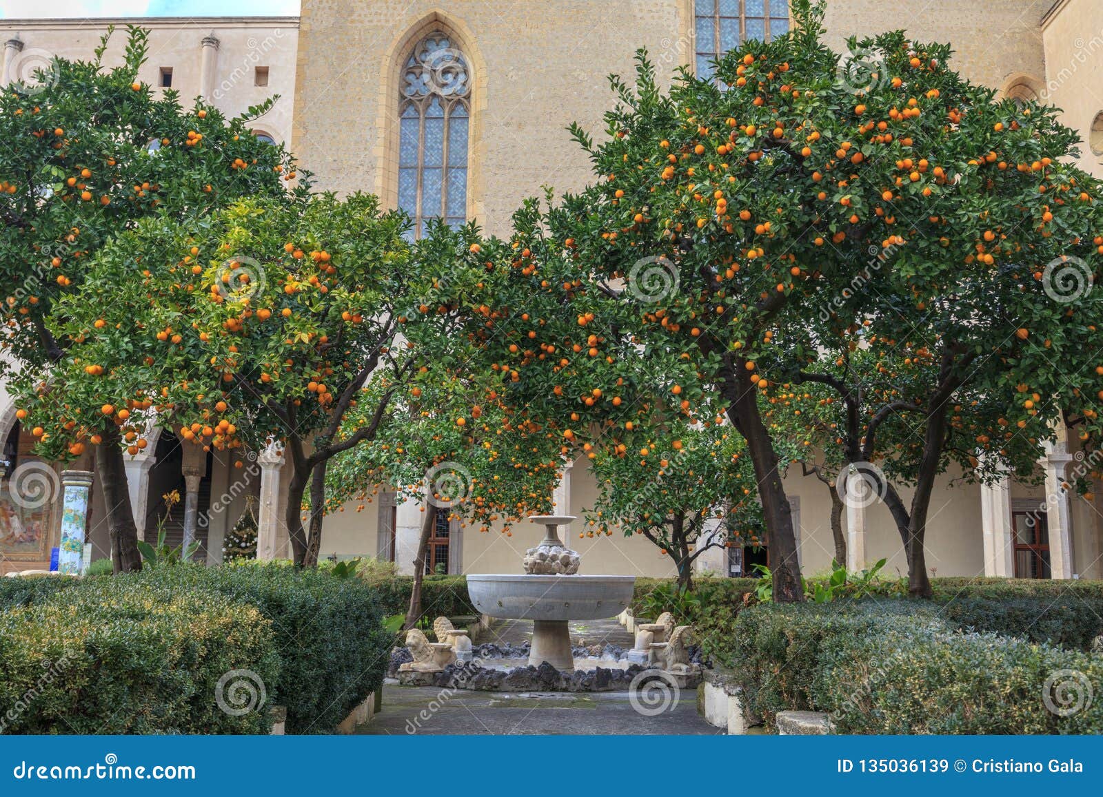 orange tree in courtyard of complesso monumentale di santa chiara in naples