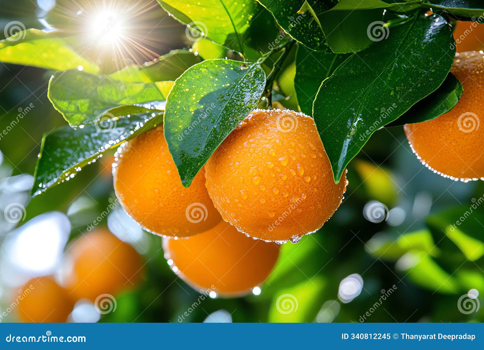 orange tree with dew-covered leaves in the early morning light,