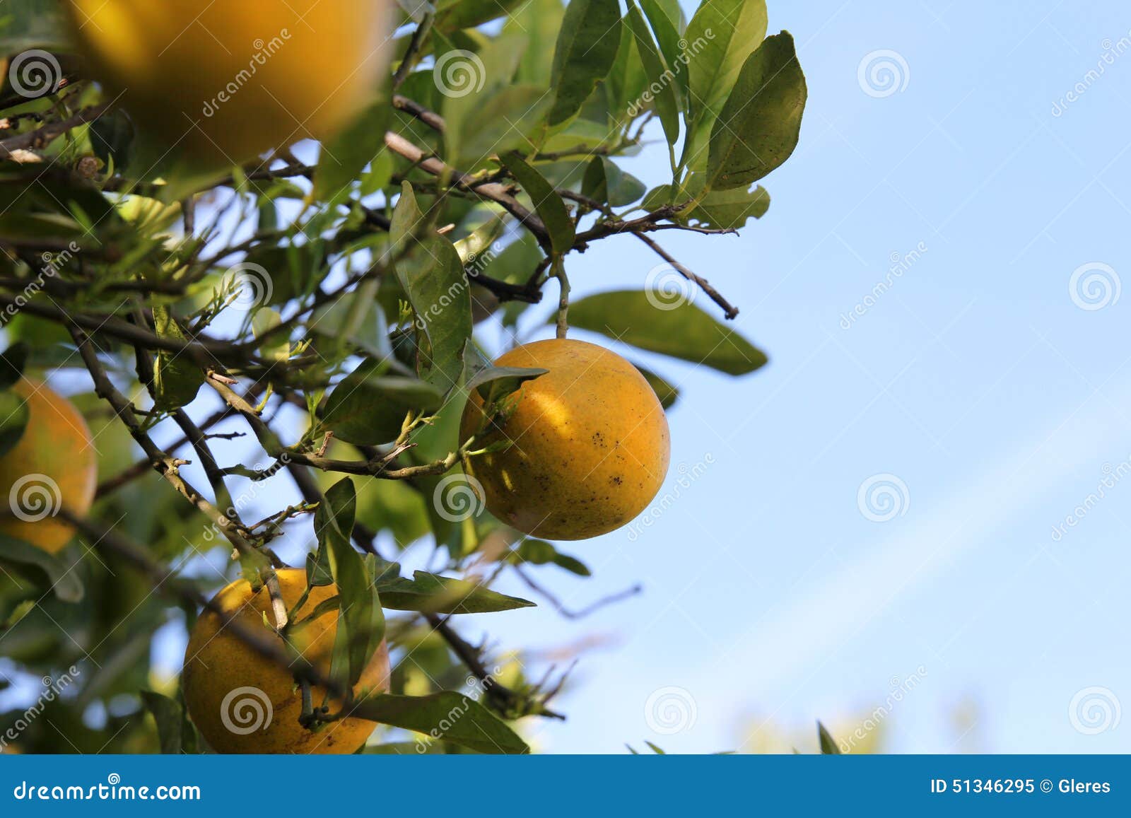 Orange tree in Florida stock image. Image of fruit, season 51346295