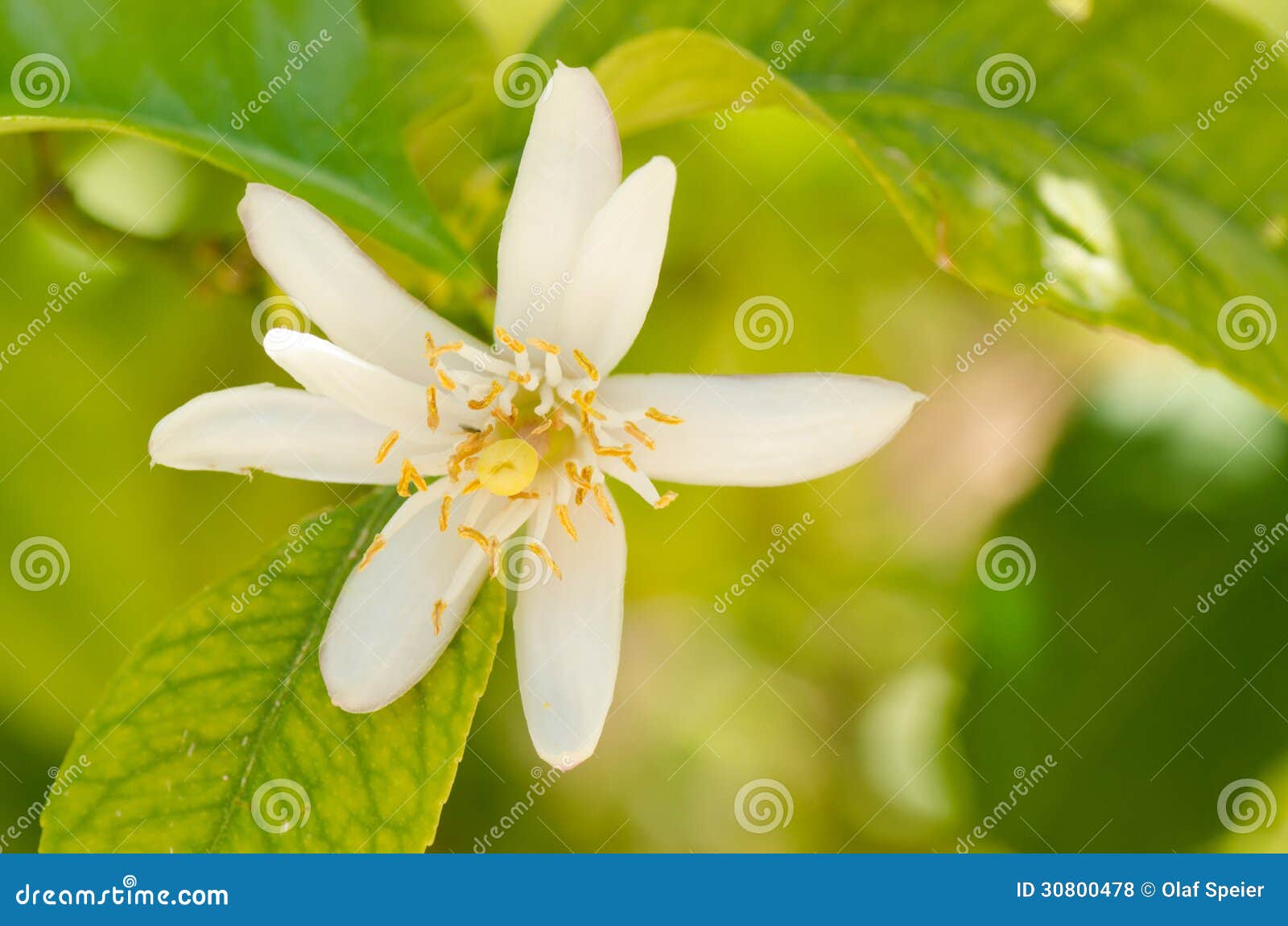 Orange tree flower stock photo. Image of citrus, blossom 30800478