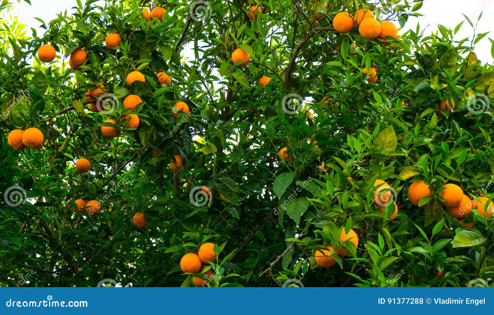 1000 Orange Tree Pictures  Download Free Images on Unsplash