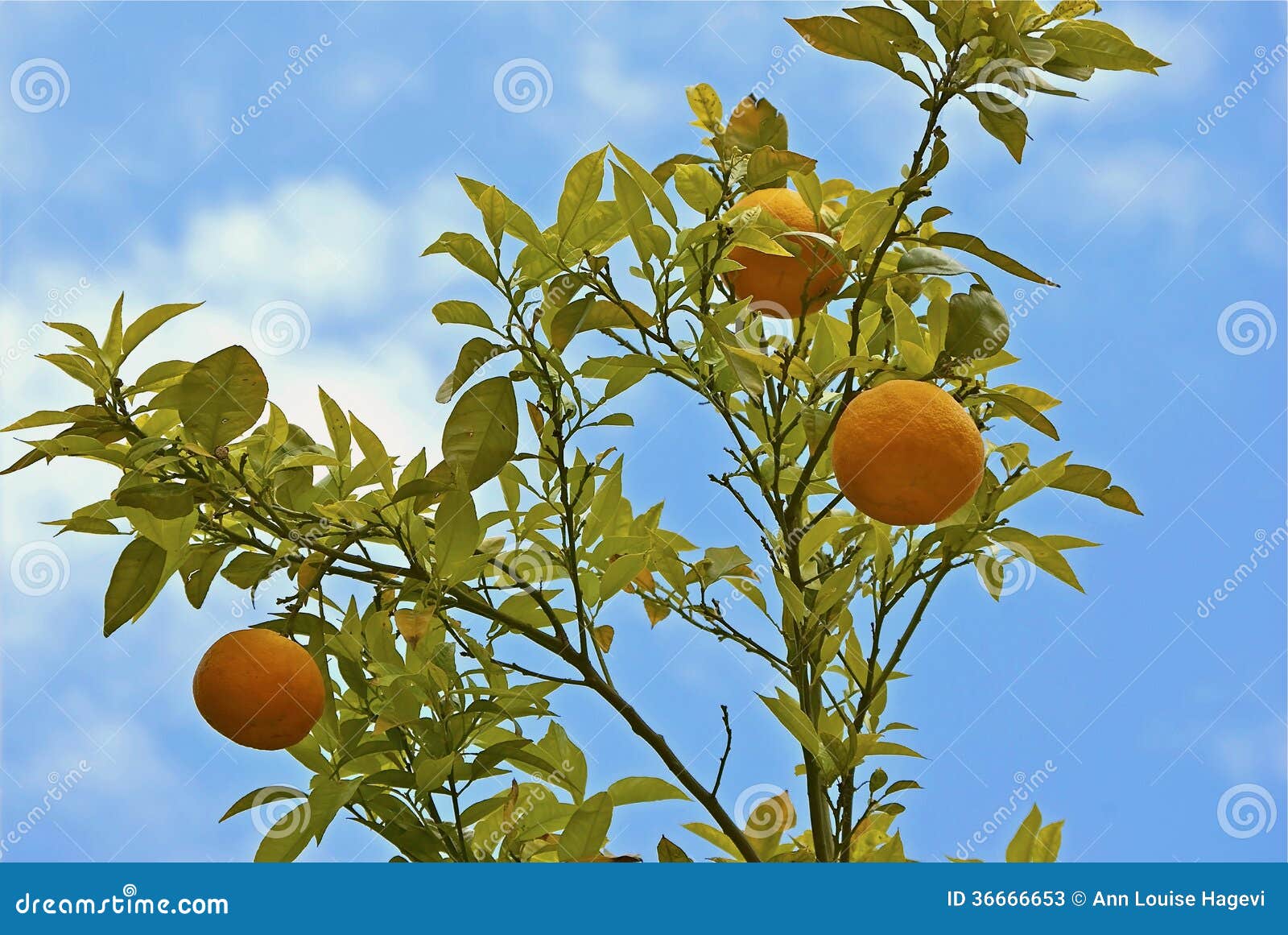 Orange tree stock image. Image of branch, fresh, ripe 36666653