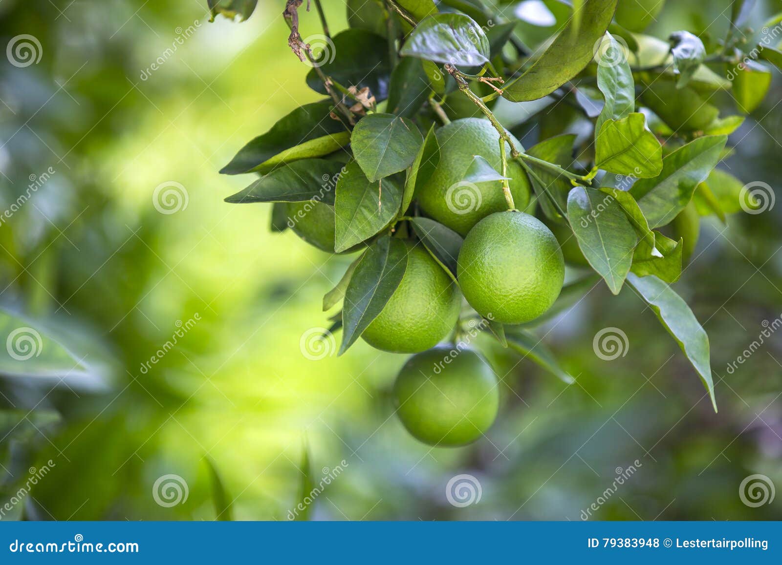 orange tree with fruits