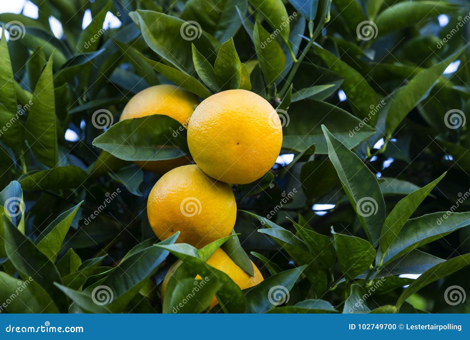 orange tree with fruits ripen