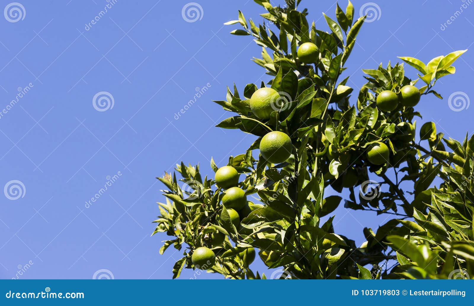 orange tree with fruits ripen