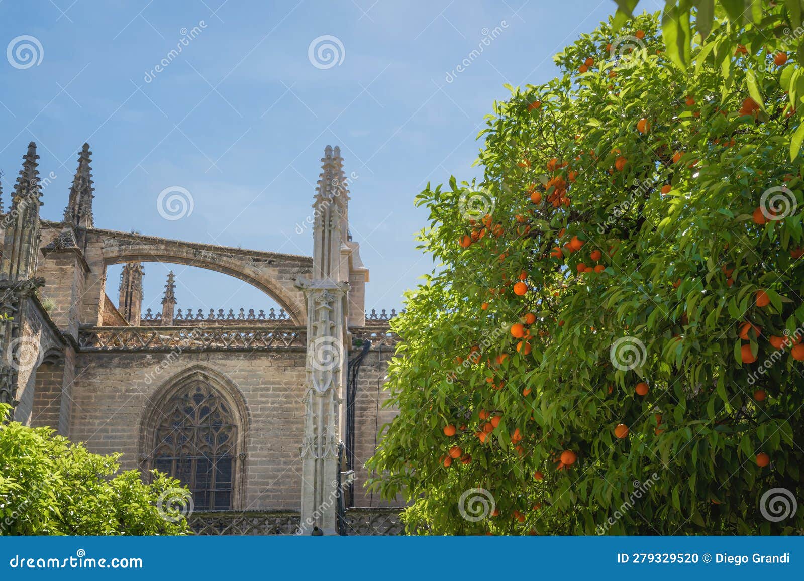 orange tree full of fruits at patio de los naranjos in seville cathedral - seville, spain