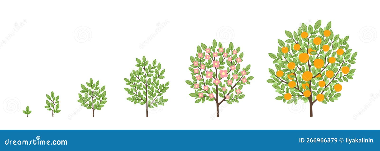 Orange Tree Growth Stages. Fruit Tree Life Cycle. Vector Illustration