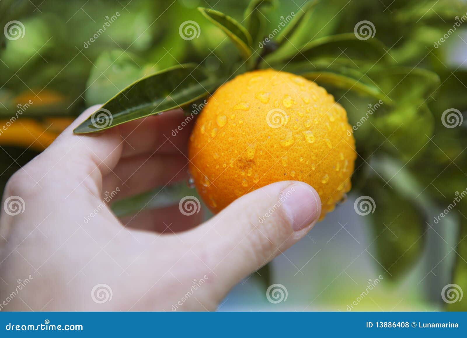 Orange on Tree Human Hand Holding Fruit Stock Photo Image of close