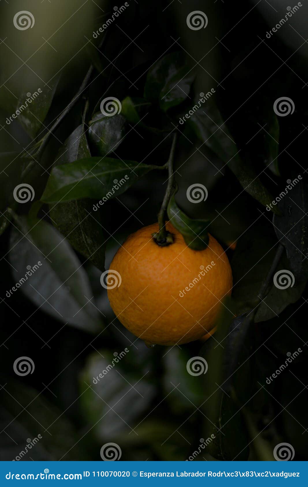 orange tree