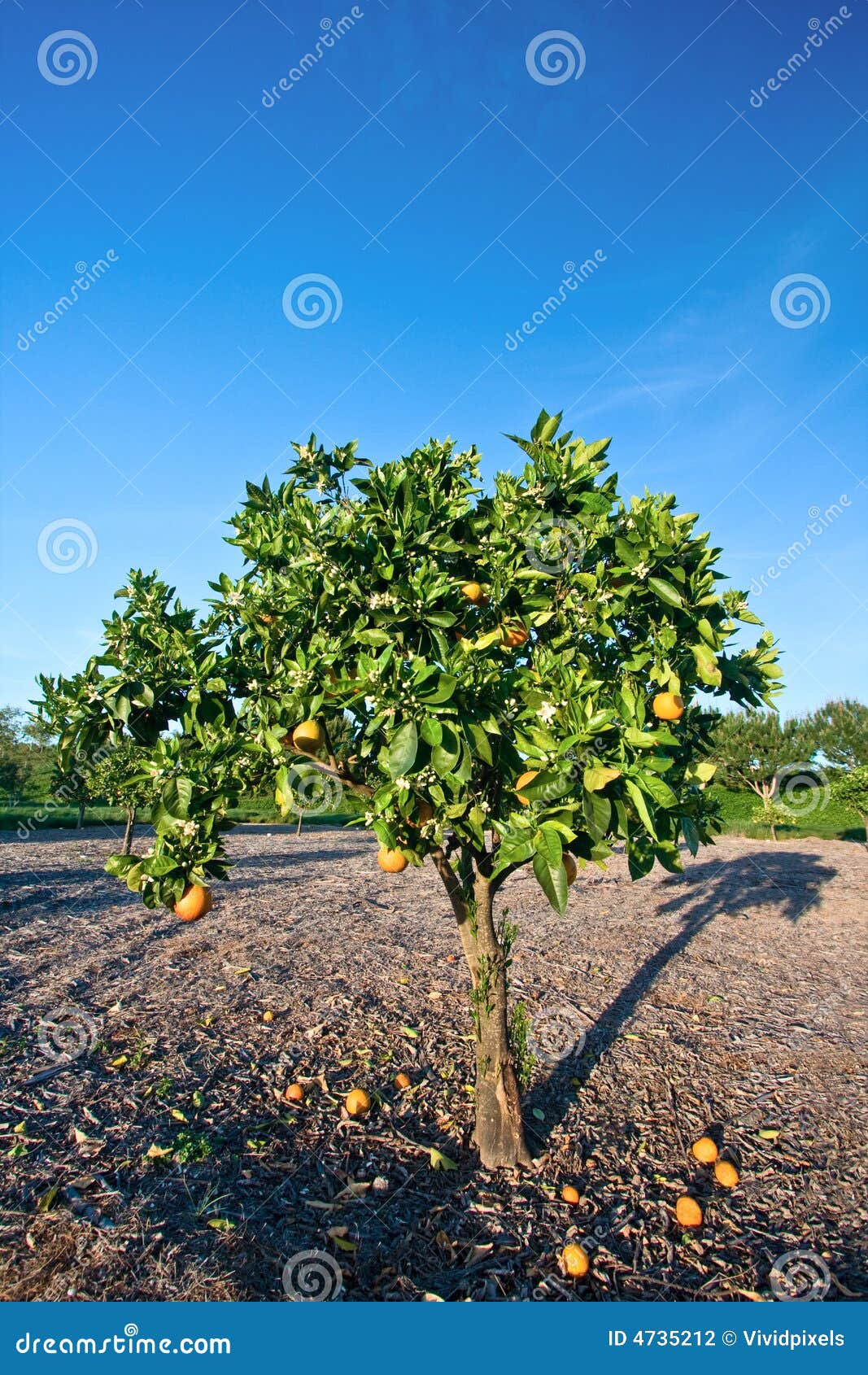 Orange Tree in Orange County, California Stock Photo Image of growing