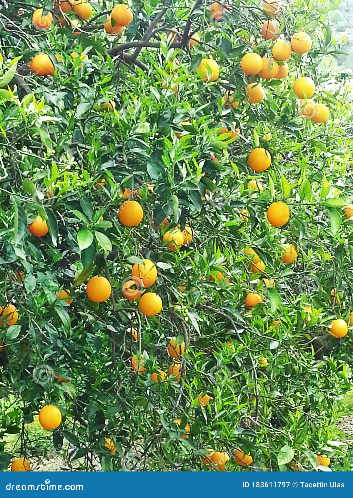 Orange Tree with Orange Fruit Under the Spring Sun. Stock Image Image of agriculture, field