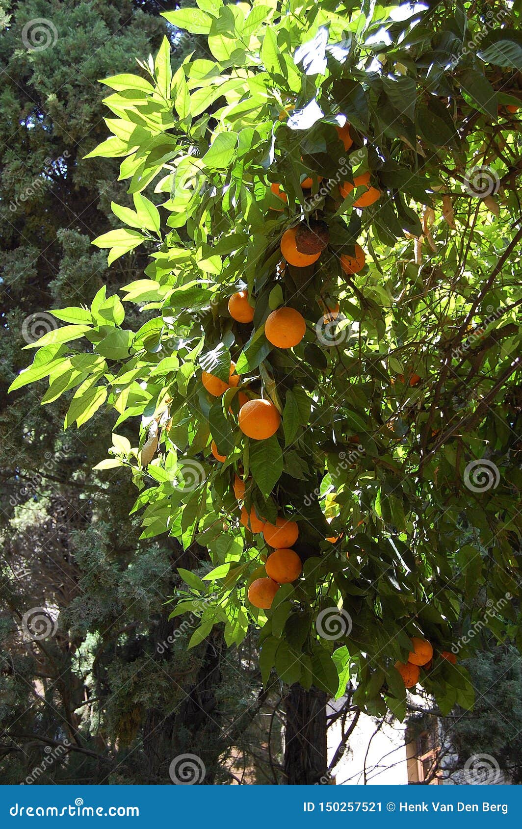 Orange Tree with Oranges in the Alhambra Granada, Spain Stock Image