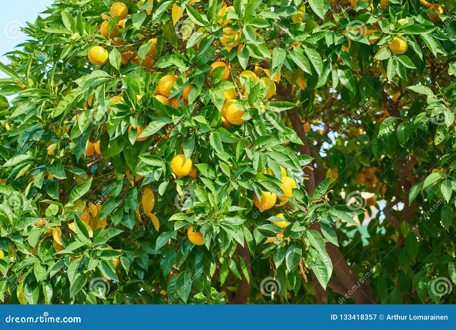 Orange tree in sunlight. stock image. Image of leaf 133418357