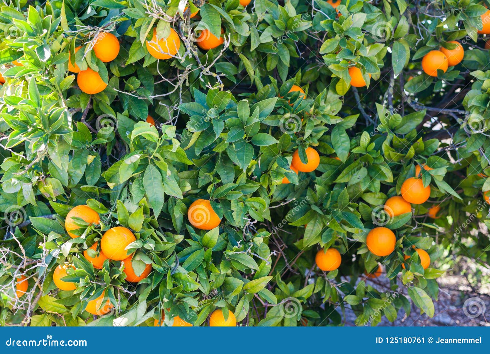 Orange Tree with Ripe Oranges in Costitx, Mallorca, Spain Stock Image