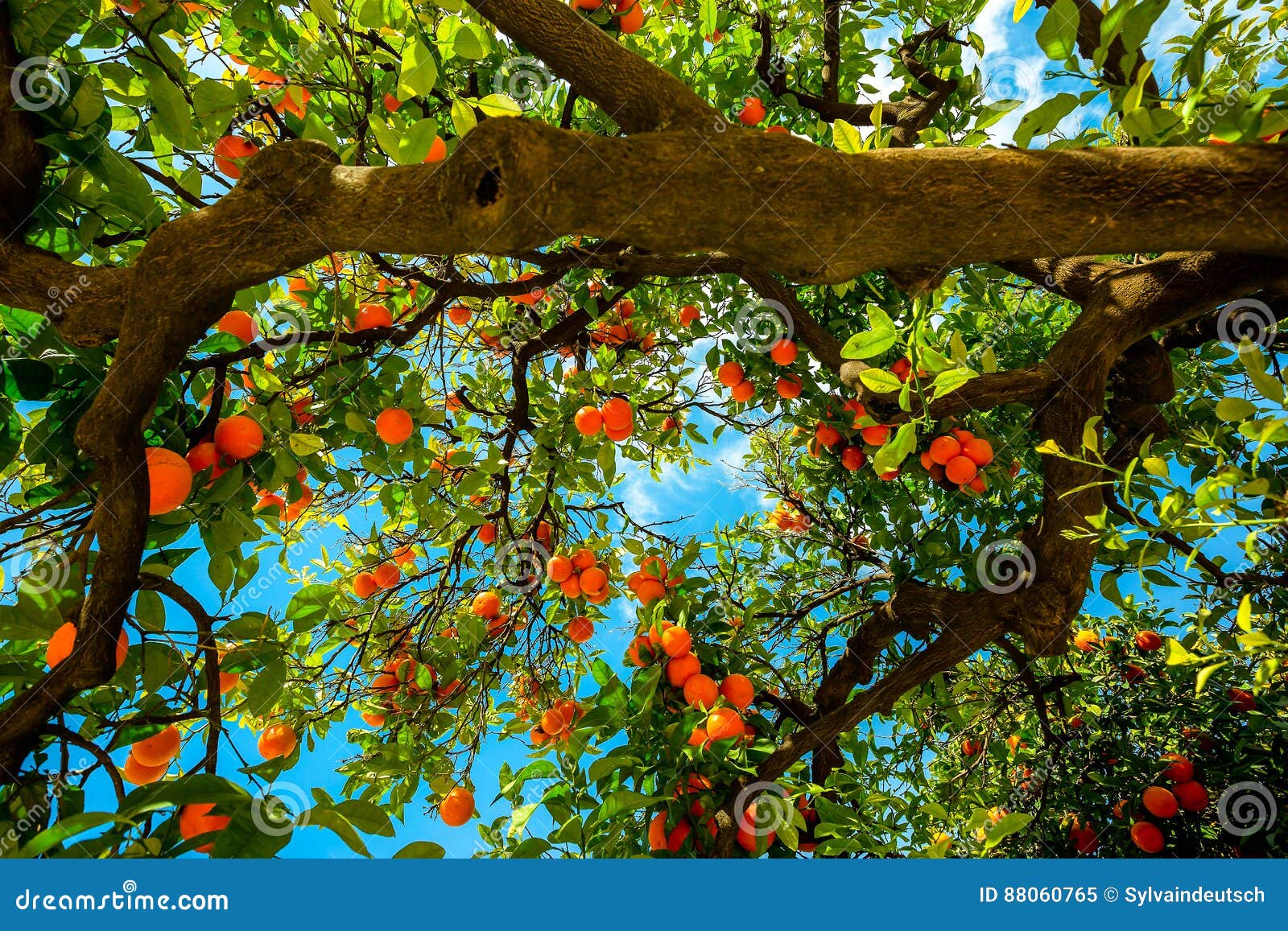 orange tree in seville spain