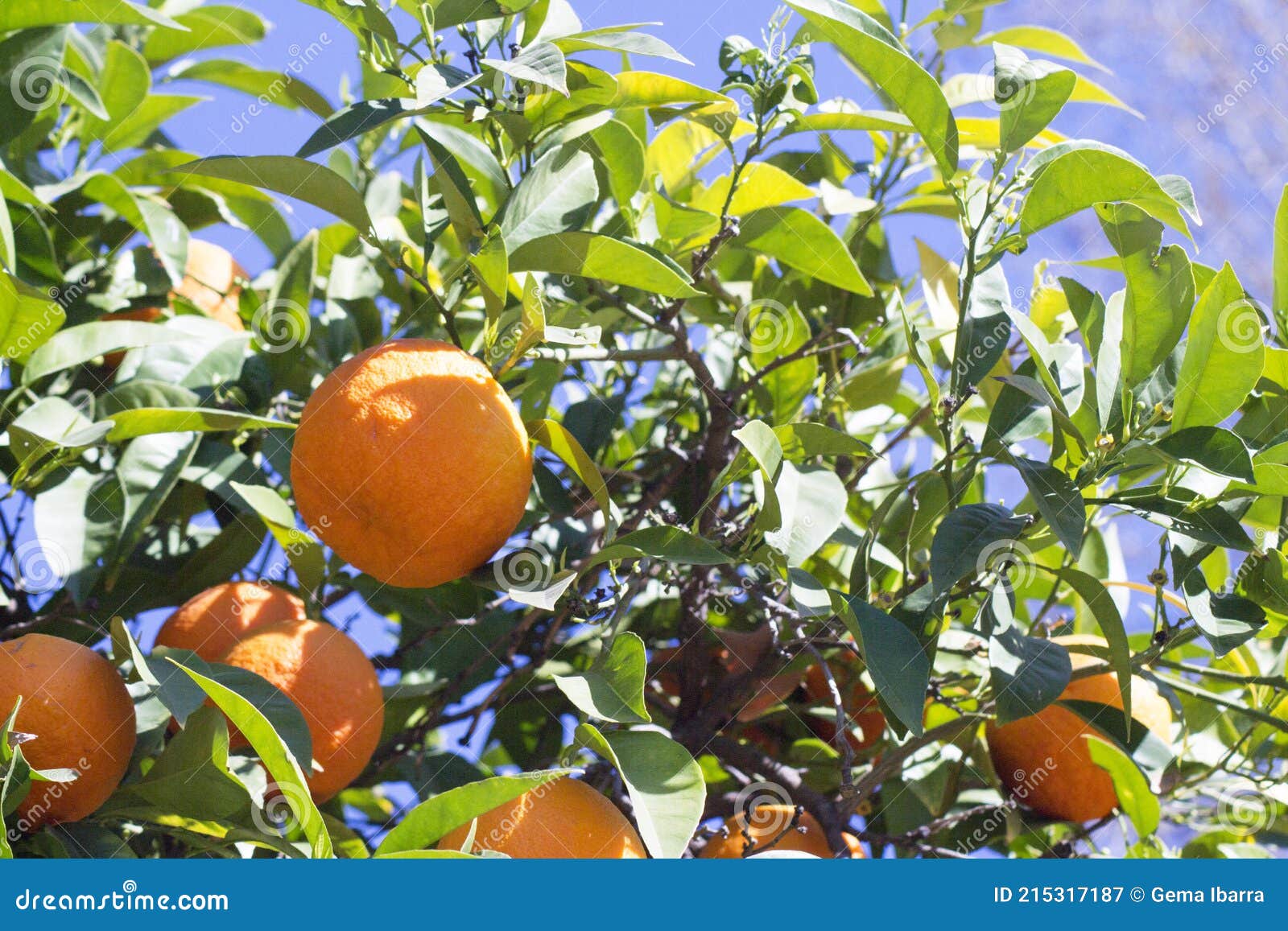 Orange Tree in the Sun with Very Green Leaves Stock Image Image of