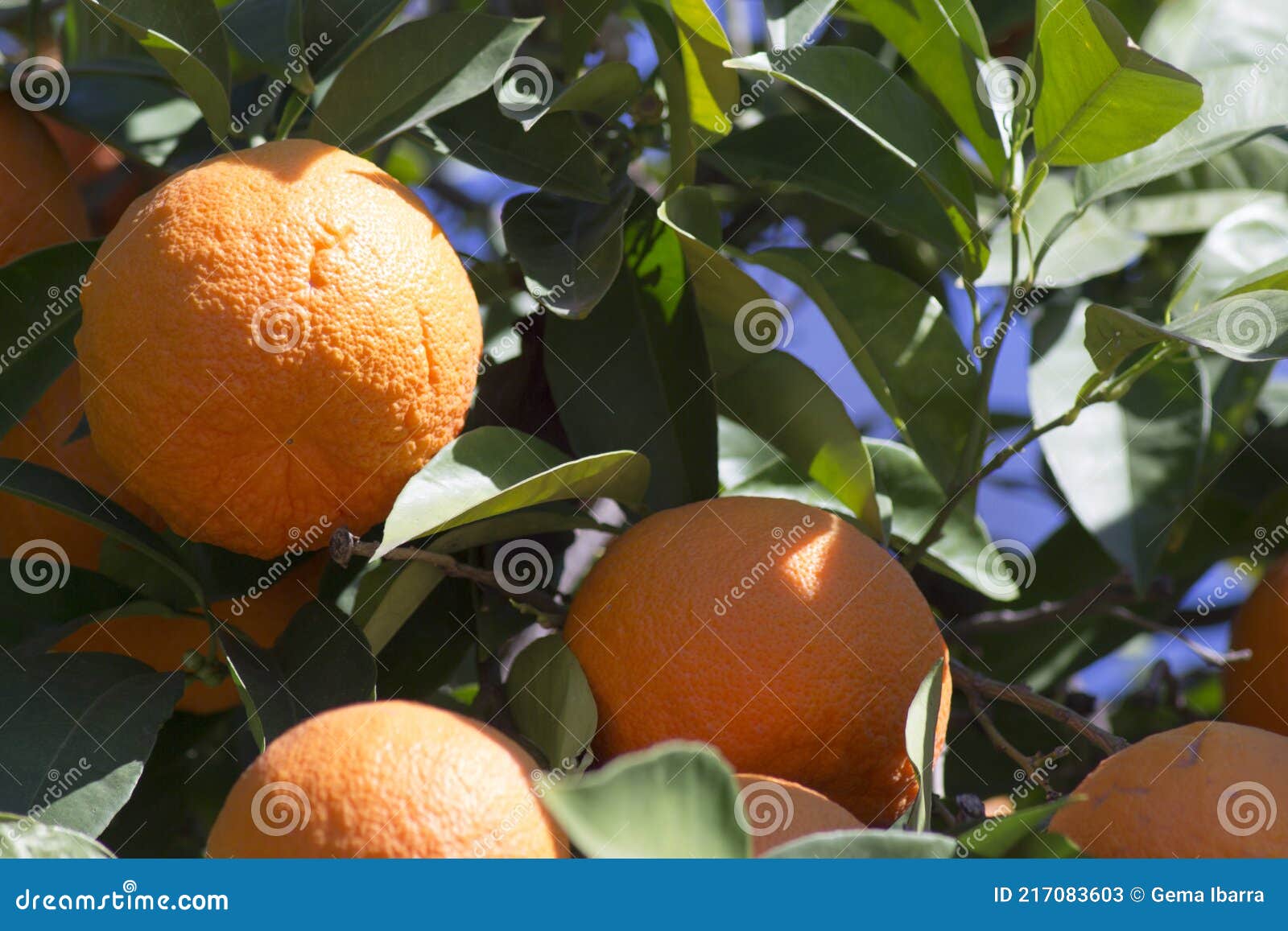 Orange Tree in the Sun with Very Green Leaves Stock Image Image of