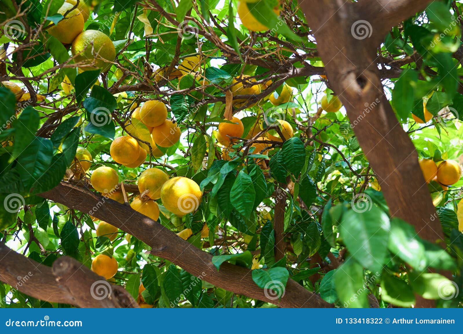 Orange tree in sunlight. stock photo. Image of harvest 133418322
