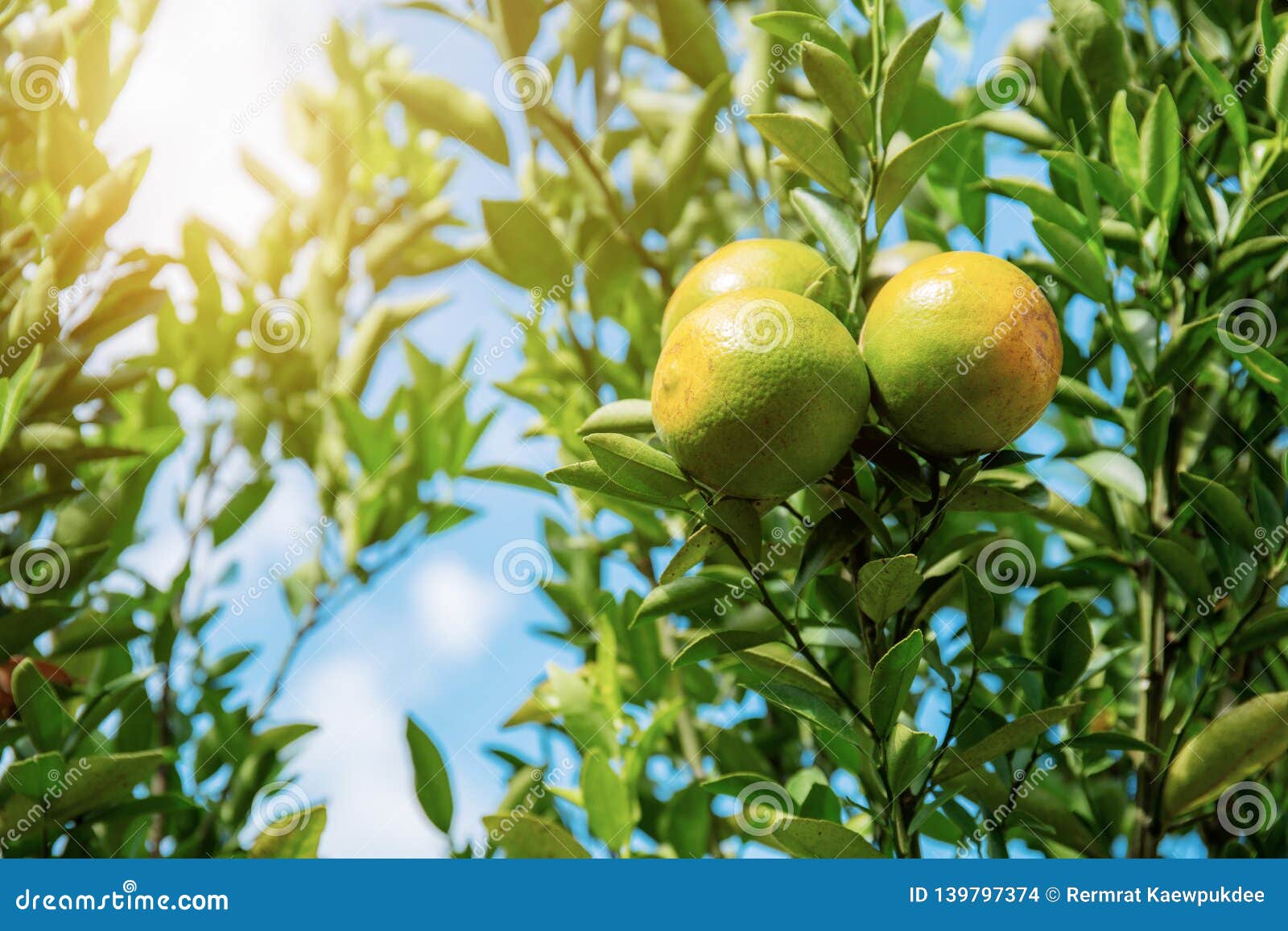 Orange on Tree with Sunlight Stock Photo Image of growth, park 139797374