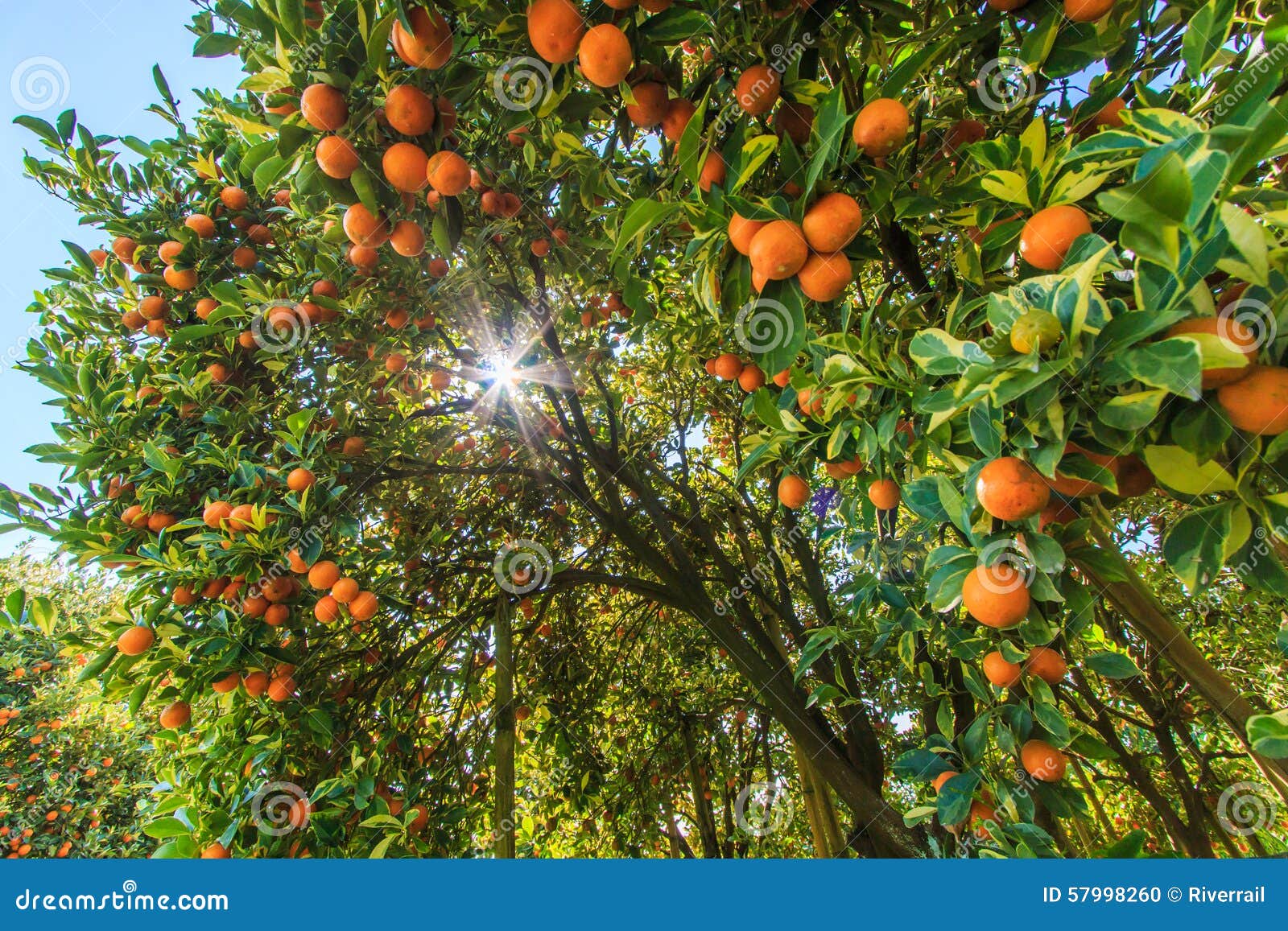 Orange Tree with Sunlight Trough Stock Photo Image of healthy, crops