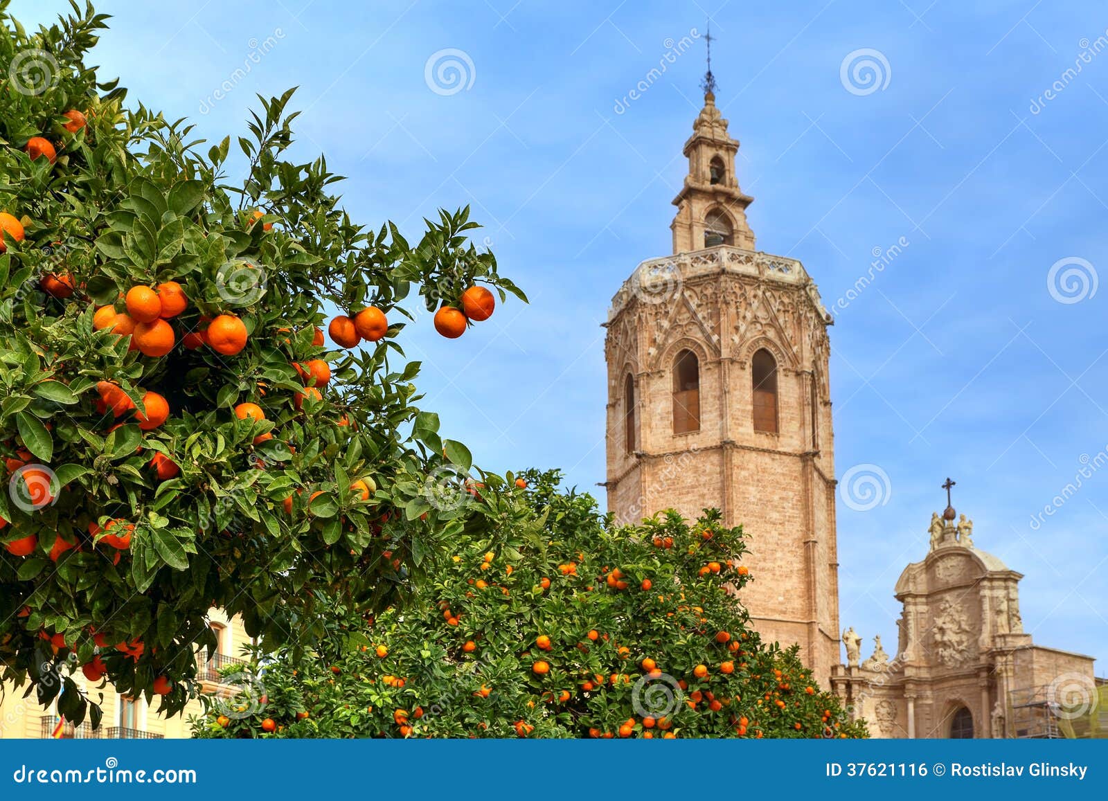 Orange Tree and Valencia Cathedral. Stock Photo Image of bell