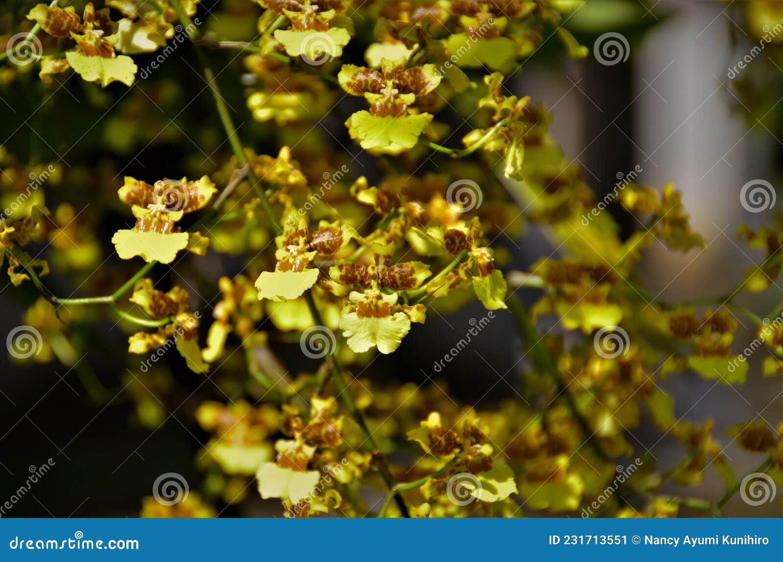 details of the flowers of the oncidium orchid